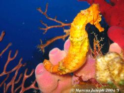 Yellow Seahorse taken on Superman's Flight (Divesite) in ... by Marcus Joseph 